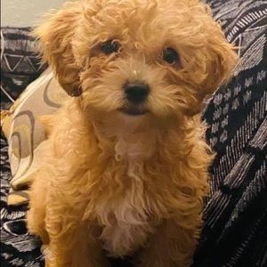 Meet your Posher, Dinorah